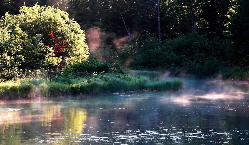 Bruits de la nature, Chants des Oiseaux - "Musique" Relaxante